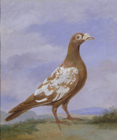 Rotgescheckter Brieftaube von D. the Younger Wolstenholme